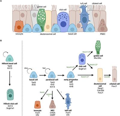 Airway Basal Cells, Protectors of Epithelial Walls in Health and Respiratory Diseases